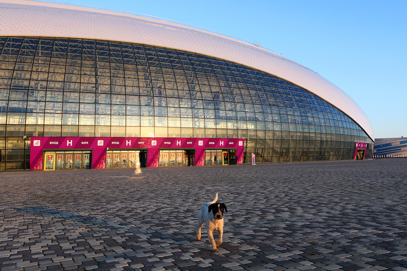 Illustration for article titled The Dogs Of Sochi